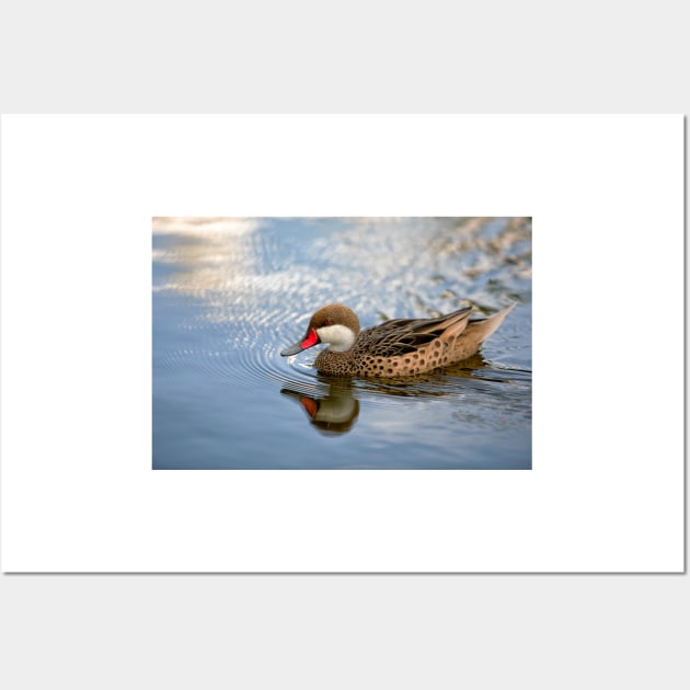 White-cheeked Pintail Wall Art by Eunice1